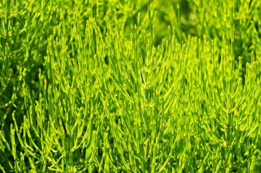 雑草にも種類がある 1年草と多年草って よく見る雑草の除草方法 お庭110番