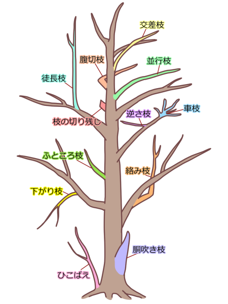 モッコク剪定の時期と方法 庭木の王様が風格アップ 育て方のコツ伐採 剪定 草刈りなどお庭の悩みを最短即日で業者が解決 お庭110番