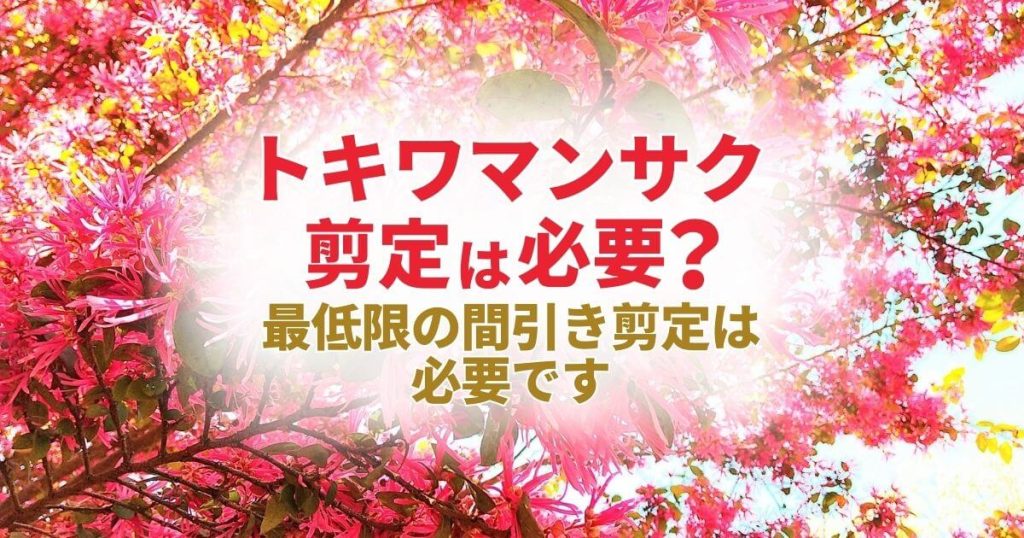 トキワマンサク　剪定は必要？ 最低限の間引き剪定は必要です