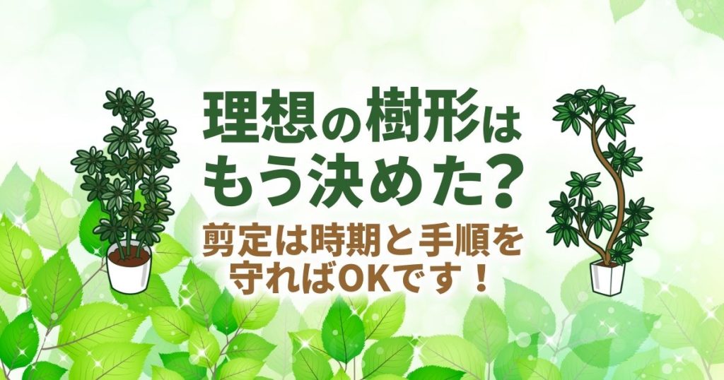 カポック（シェフレラ）の剪定方法と育て方｜植え替えのコツもご紹介