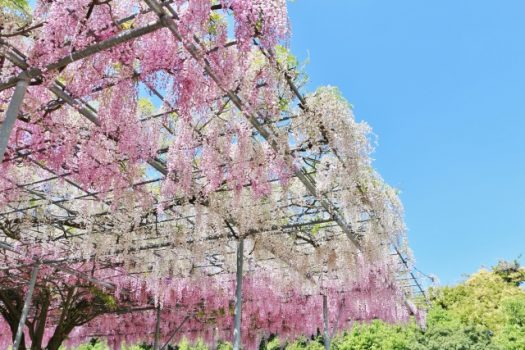 藤剪定 タイミングや方法を間違えると花が咲かない という悲劇に 伐採 剪定 間伐 芝刈り 草刈り 草取り 草むしりが3000円 税抜 お庭110番