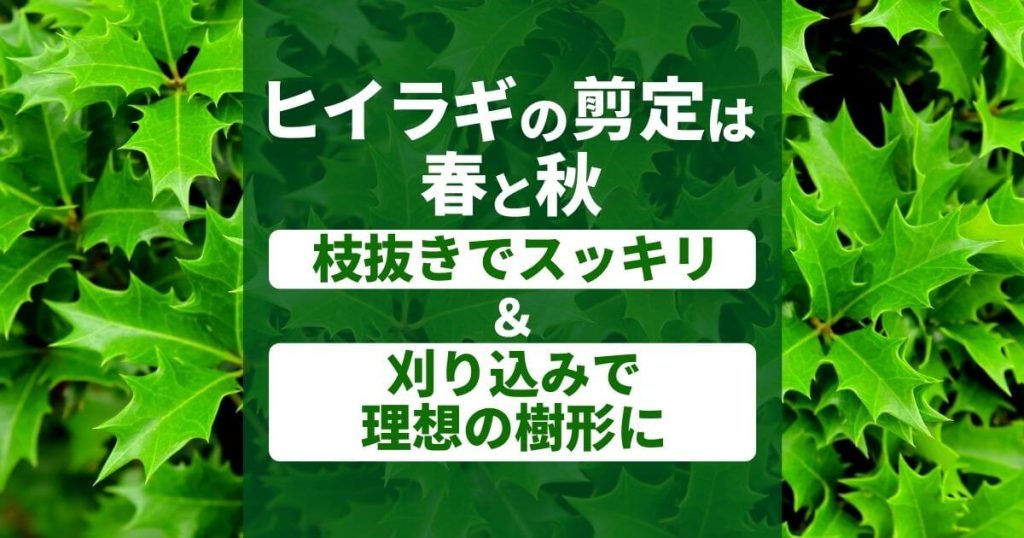 ヒイラギの剪定は春と秋枝抜きでスッキリ＆刈り込みで理想の樹形に