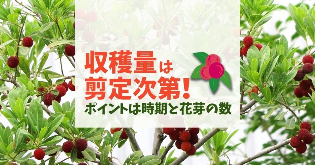 収穫量は剪定次第！ポイントは時期と花芽の数