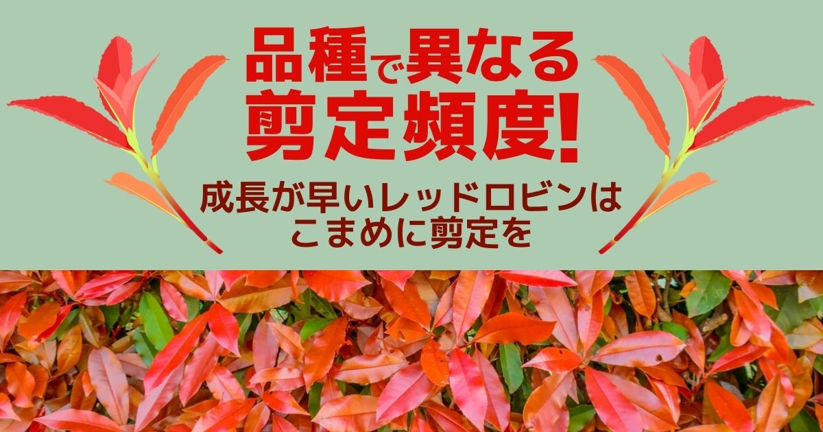 カナメモチ レッドロビン等 の剪定 適切な時期とコツを伝授 伐採 剪定 草刈りなどお庭の悩みを最短即日で業者が解決 お庭110番