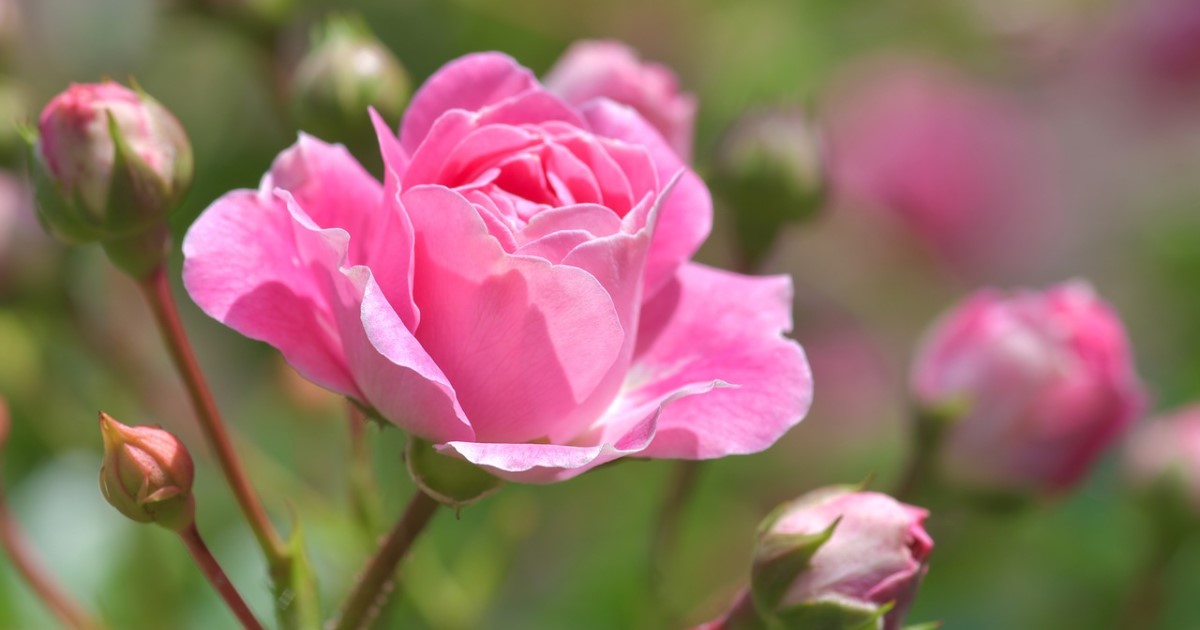 バラ剪定は冬にバッサリと 春に花を咲かせるための剪定 手入れ法 お庭110番