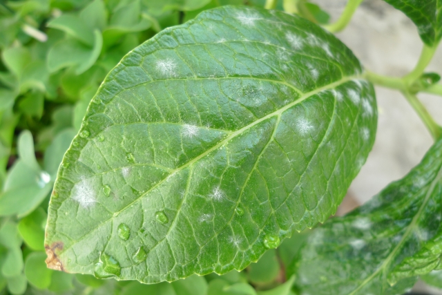 しだれもみじの剪定は冬の時期 病気や病害虫で台無しにしない方法伐採 剪定 間伐 芝刈り 草刈り 草取り 草むしりが3000円 税抜 お庭110番