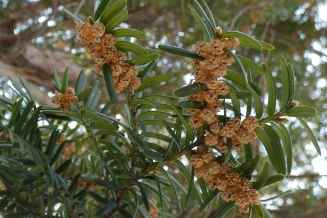 イチイの木の剪定は完成形をイメージしながらおこなうのがコツ 伐採 剪定 間伐 芝刈り 草刈り 草取り 草むしりが3000円 税抜 お庭110番