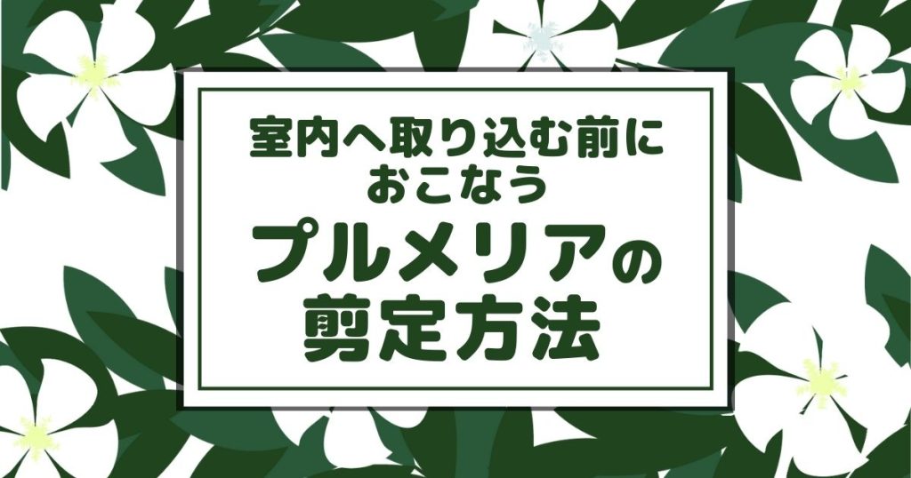 室内へ取り込む前におこなうプルメリアの剪定方法