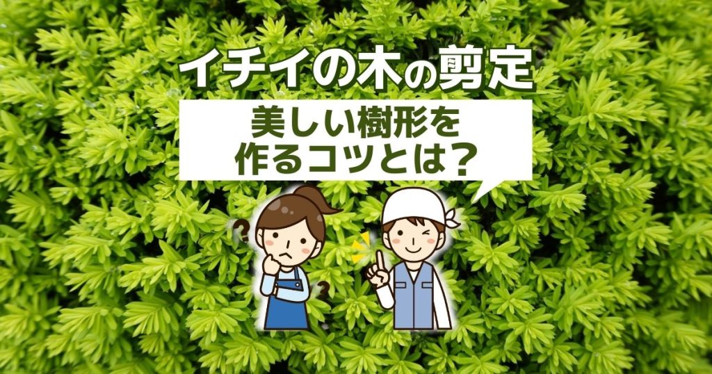 イチイの木を剪定して最適なサイズに！きれいに樹形を整えるコツ