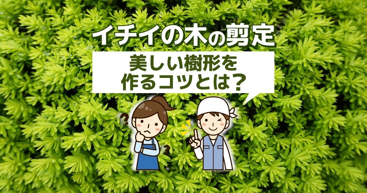 イチイの木の剪定時期はいつでもok きれいな樹形は二等辺三角形がコツ お庭110番