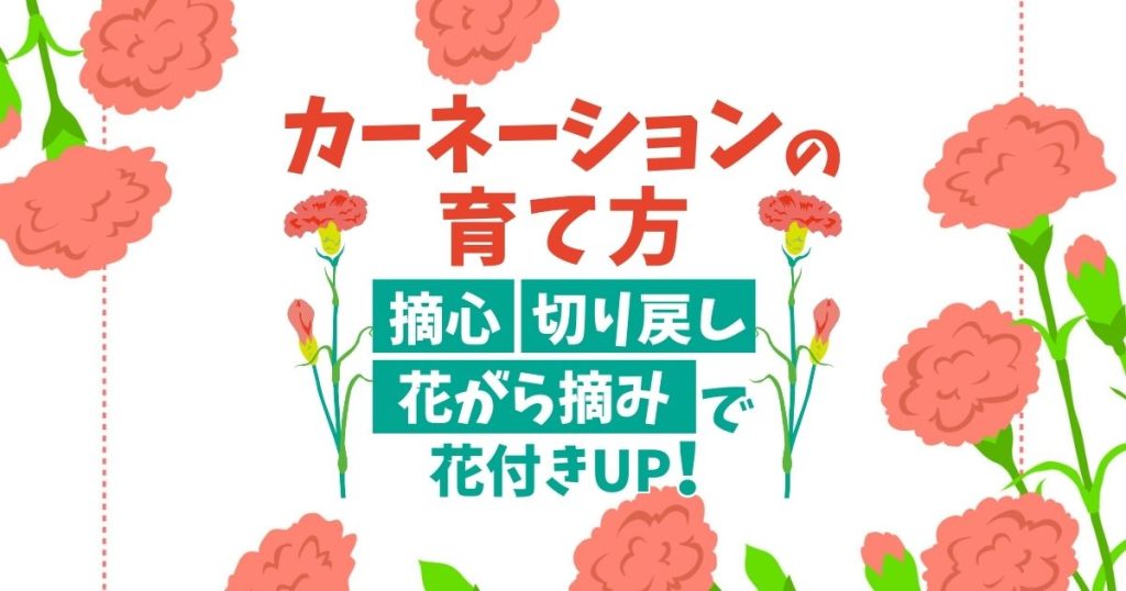 カーネーションの花は剪定方法で変わる！きれいに育てるコツをご紹介