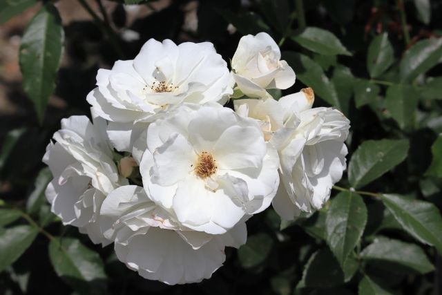 アイスバーグの剪定 ブッシュ形やつる性で異なるバラの剪定方法とは お庭110番