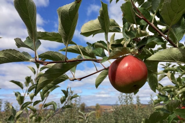 リンゴ剪定は時期と枝の見極めが肝心 収穫の成功率を上げる栽培方法 お庭110番