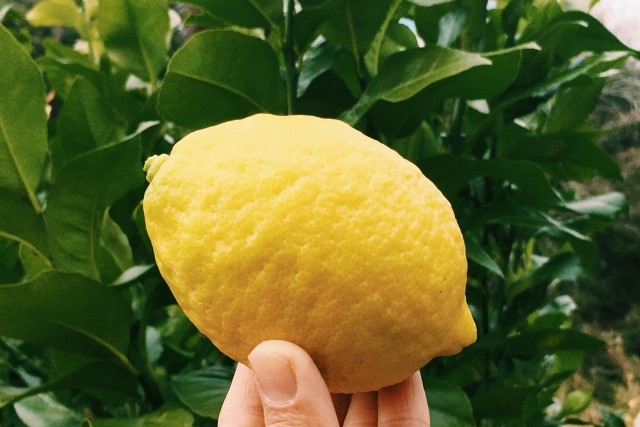 レモンの剪定時期と方法 正しく栽培して美味しい果実を収穫しよう お庭110番