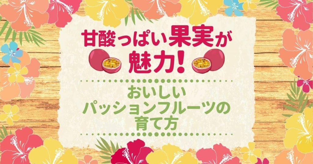 甘酸っぱい果実が魅力！おいしいパッションフルーツの育て方