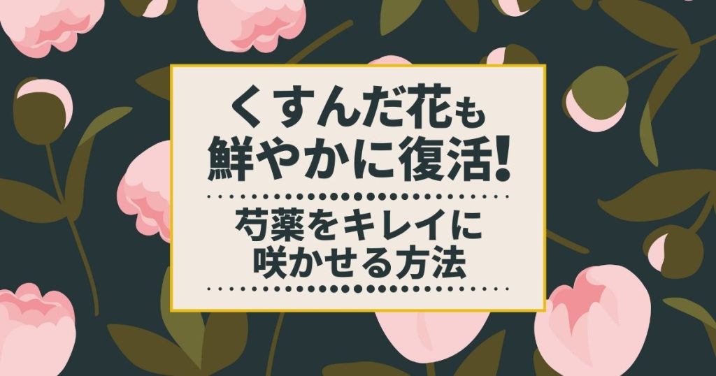 4種類ある芍薬の剪定方法と時期！大輪の花をつけるための手入れ方法