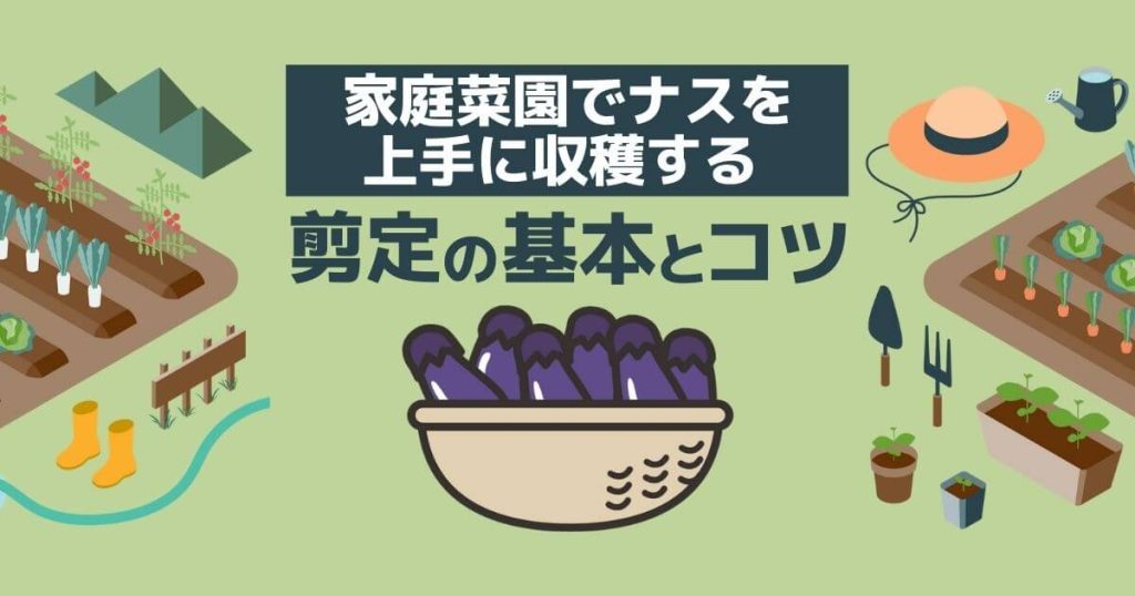 家庭菜園でナスを上手に収穫する剪定の基本とコツ