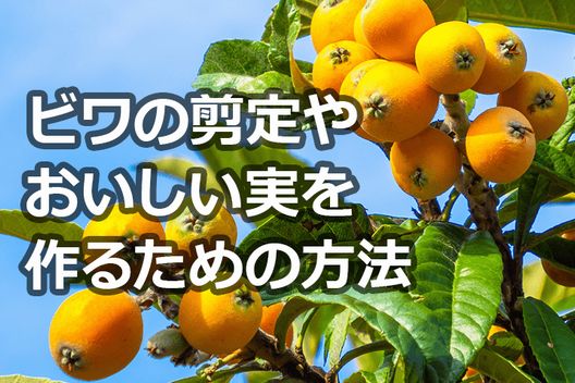 ビワ剪定の時期や方法は おいしい実を作るための知識伐採 剪定 草刈りなどお庭の悩みを最短即日で業者が解決 お庭110番