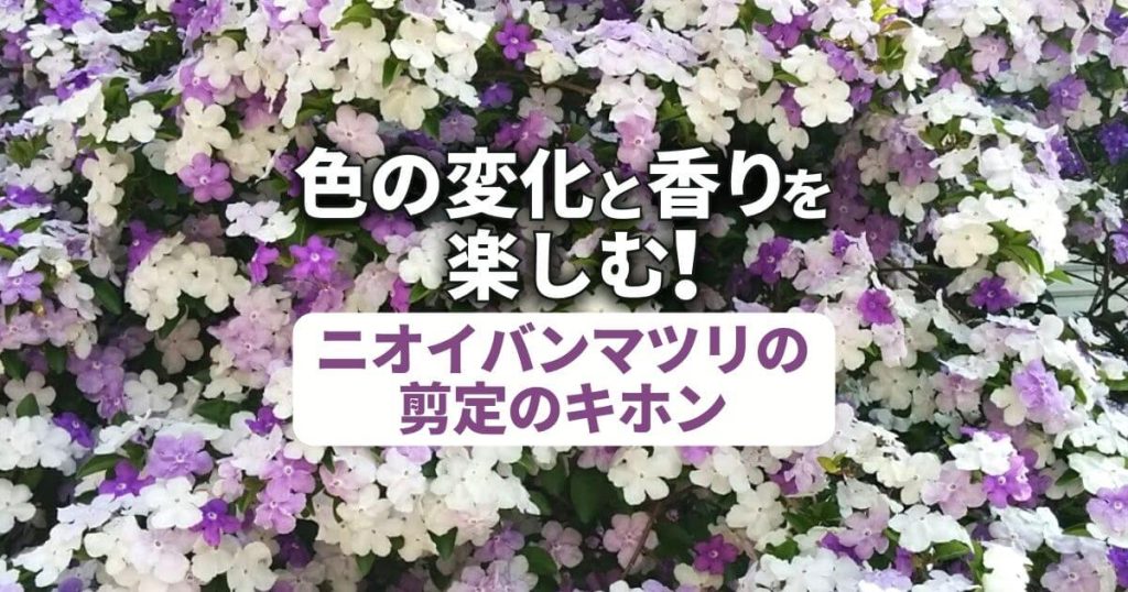 色の変化と香りを楽しむ！ニオイバンマツリの選定のキホン