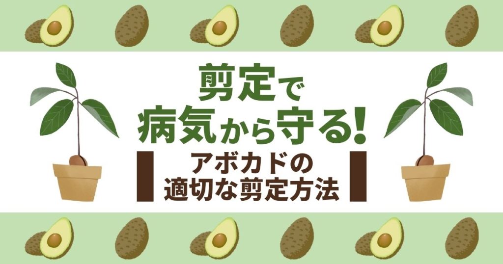 アボカドを剪定して病気から守ろう！適切に管理していく方法