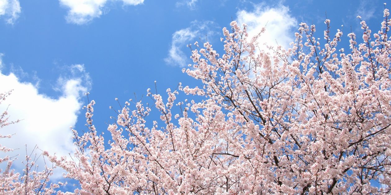 桜の剪定は時期と方法が重要 切り口も処置して枯れるリスクを回避 お庭110番