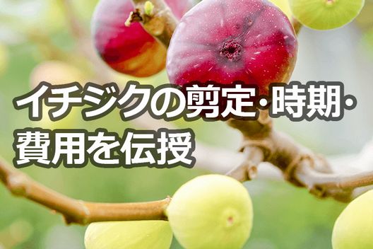 イチジク剪定の基本 剪定方法 時期 費用を伝授伐採 剪定 草刈りなどお庭の悩みを最短即日で業者が解決 お庭110番