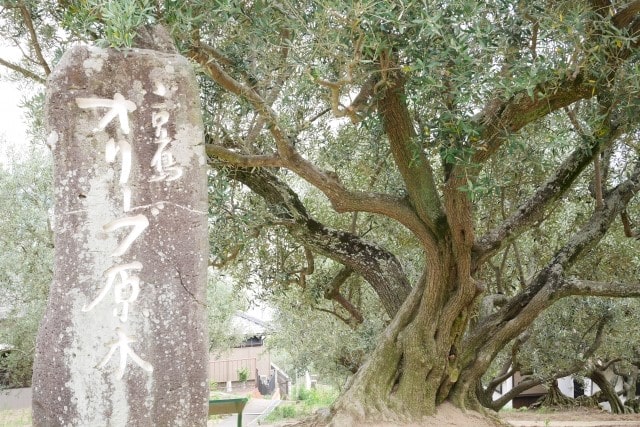 シンボルツリーにオリーブの木がおすすめ 庭木に人気の8品種を紹介 お庭110番