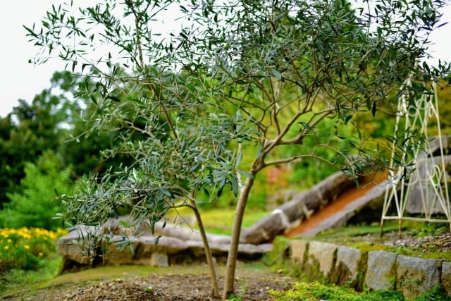 シンボルツリーにオリーブの木がおすすめ！庭木に人気の8品種を紹介 ...